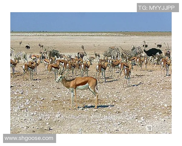 南非与纳米比亚激战正酣谁能在这场较量中脱颖而出 南非与纳米比亚激战正酣谁能在这场较量中脱颖而出