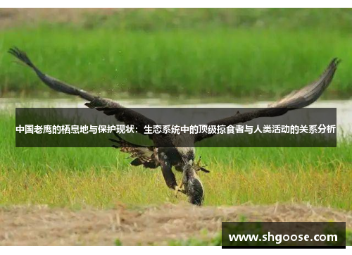 中国老鹰的栖息地与保护现状：生态系统中的顶级掠食者与人类活动的关系分析